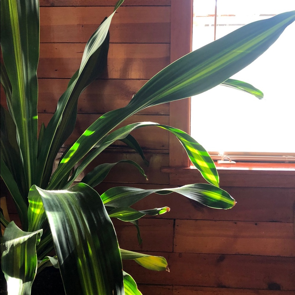 Meet your Posher, MC